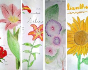 Anatomia de uma flor- 6º ano