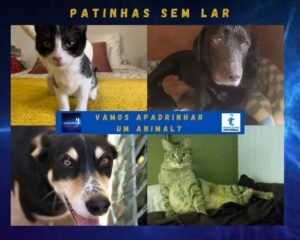 Parceria com a associação "Patinhas sem Lar"